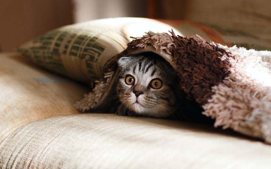 CBD and Pets: Understanding the Benefits and Risks