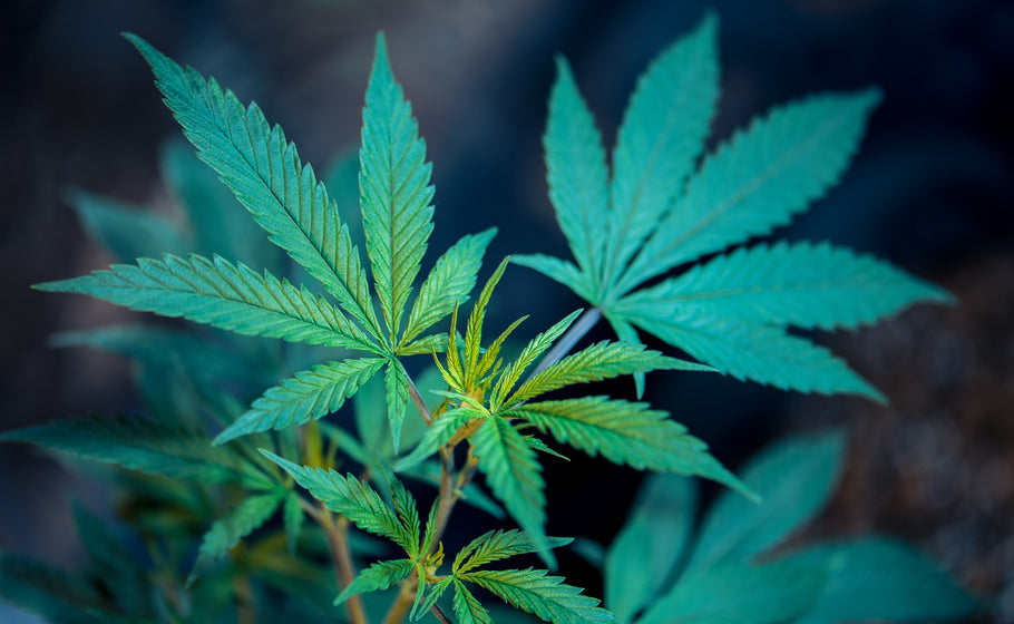 CBD Hash: Understanding its Benefits and Usage